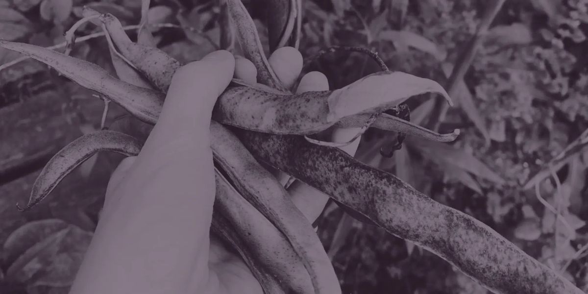 A hand holding runner bean pods.