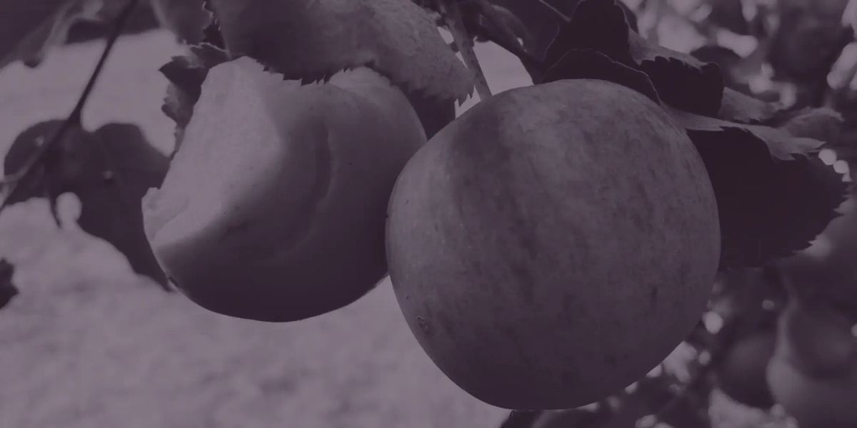 Two apples growing on a tree. The apple on the left has a bite taken out of it.