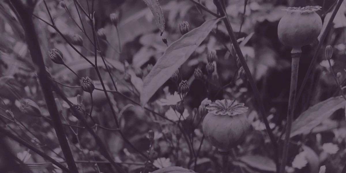 Seed pods of an oriental poppy. Twigs and stems of other plants can be seen in the background.