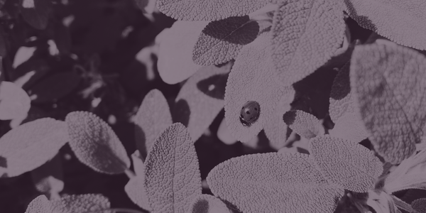 A ladybird sitting on the leaf of a sage bush.