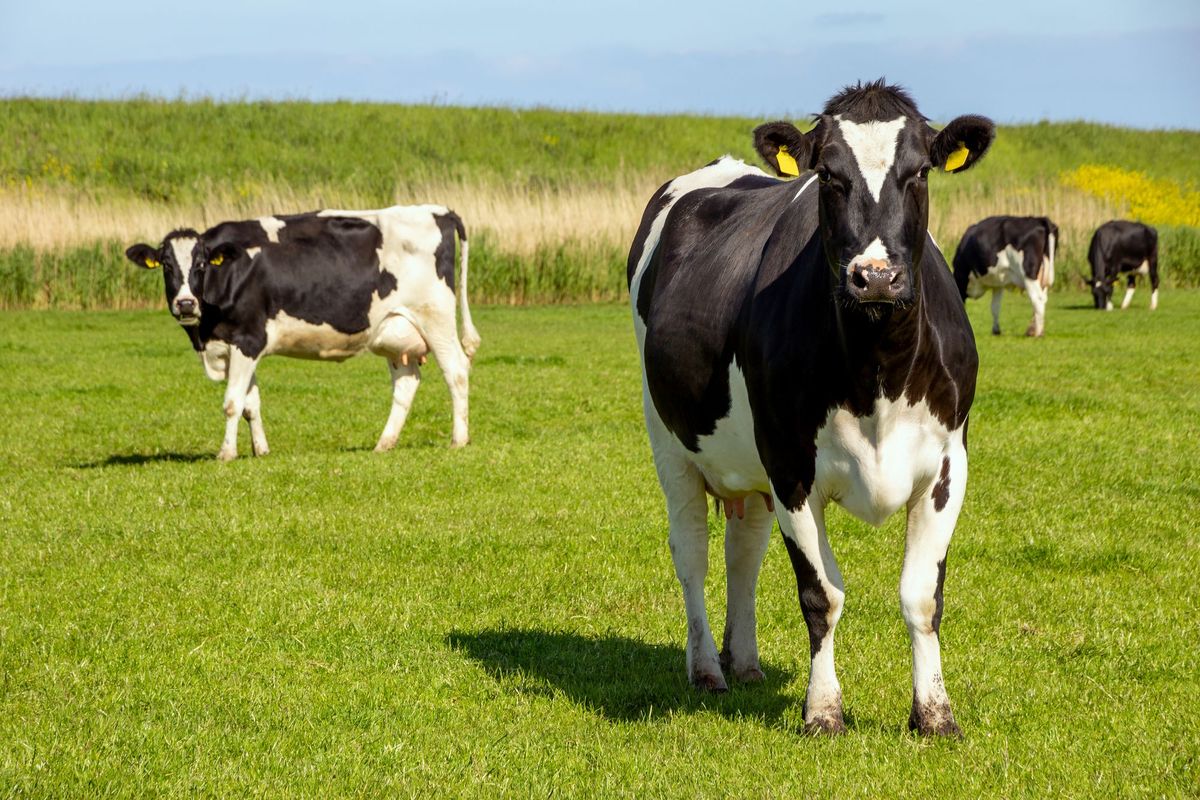 Indonesië wil Nederlandse melkkoeien overnemen