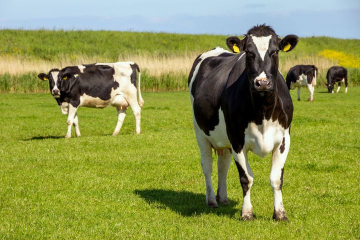 Indonesië wil Nederlandse melkkoeien overnemen
