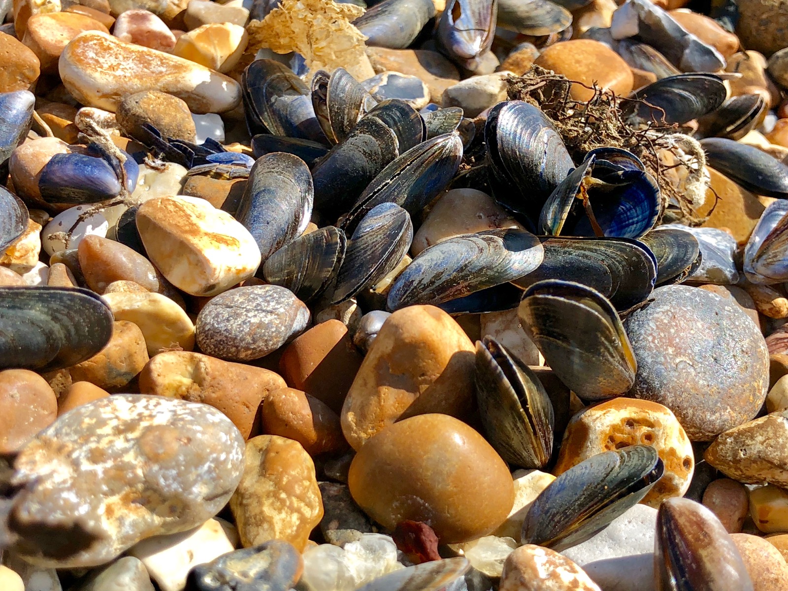 Down on Shoreham Beach