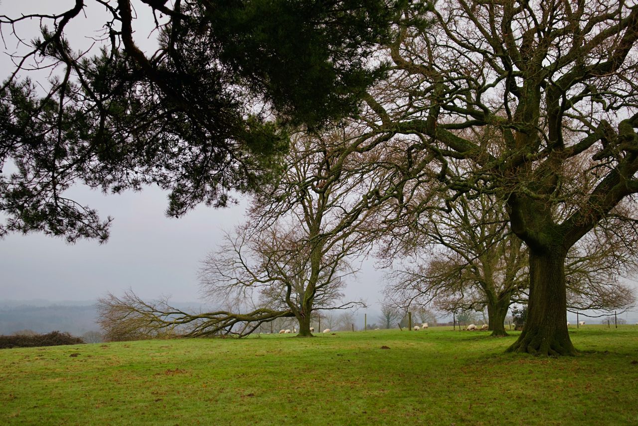 Trees on the south downs, photographed from the gardens of Nymans.