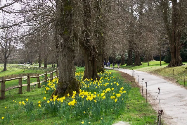 Sunday Supplement: trees, mental health, Alistair Campbell and more