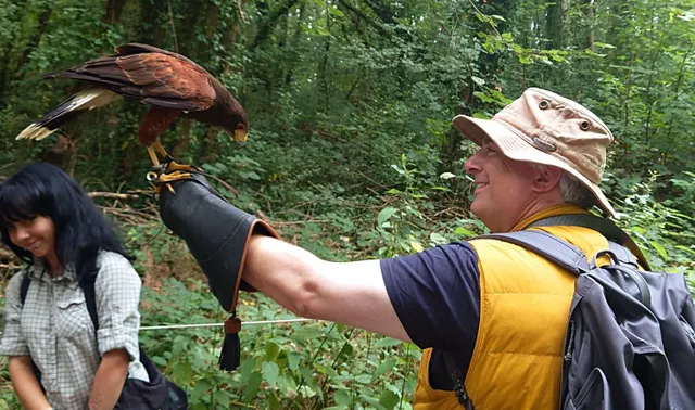 A man with a Harris Hawk perched on his arm. 