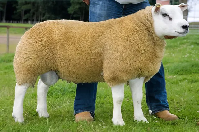 Should Hyperlocal be Hyperniche?