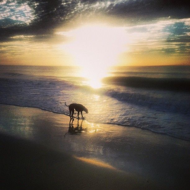 On loving and mourning a difficult dog
