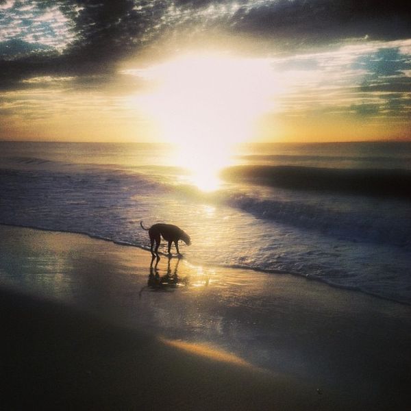 On loving and mourning a difficult dog