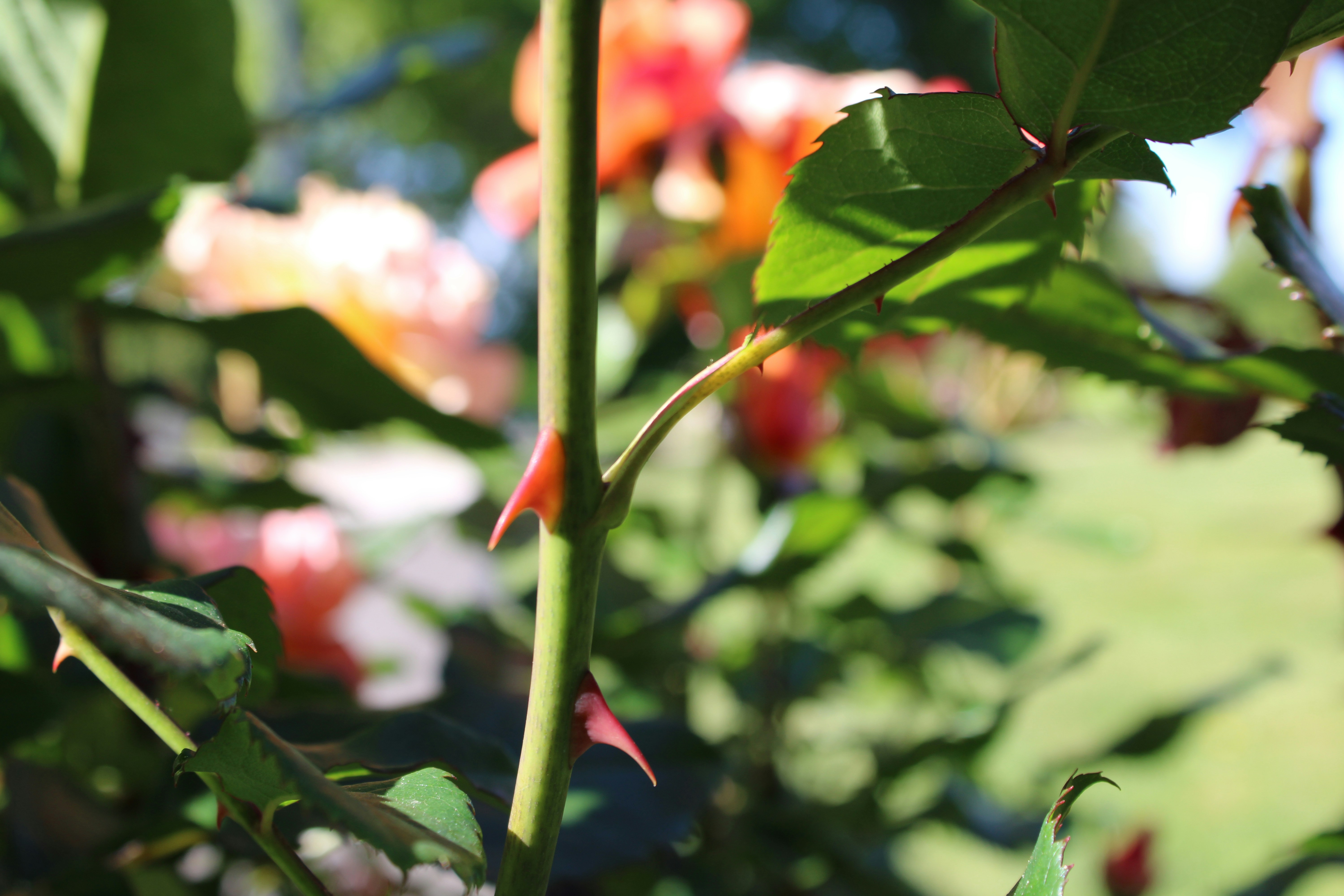 Close up of a rose focusing on the thorns