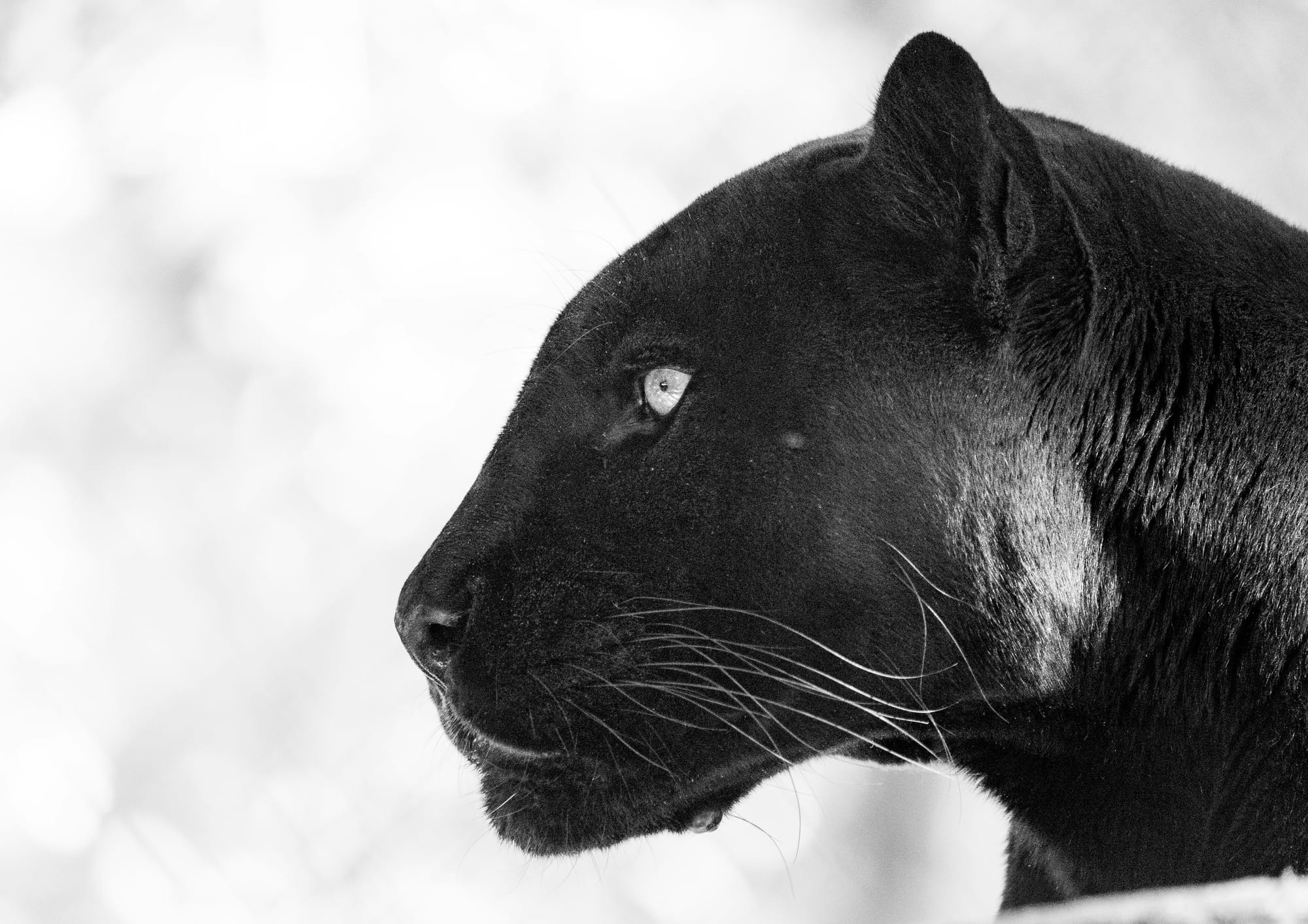Black-and-white profile portrait of a black panther's head, calm expression, set against a soft white background.