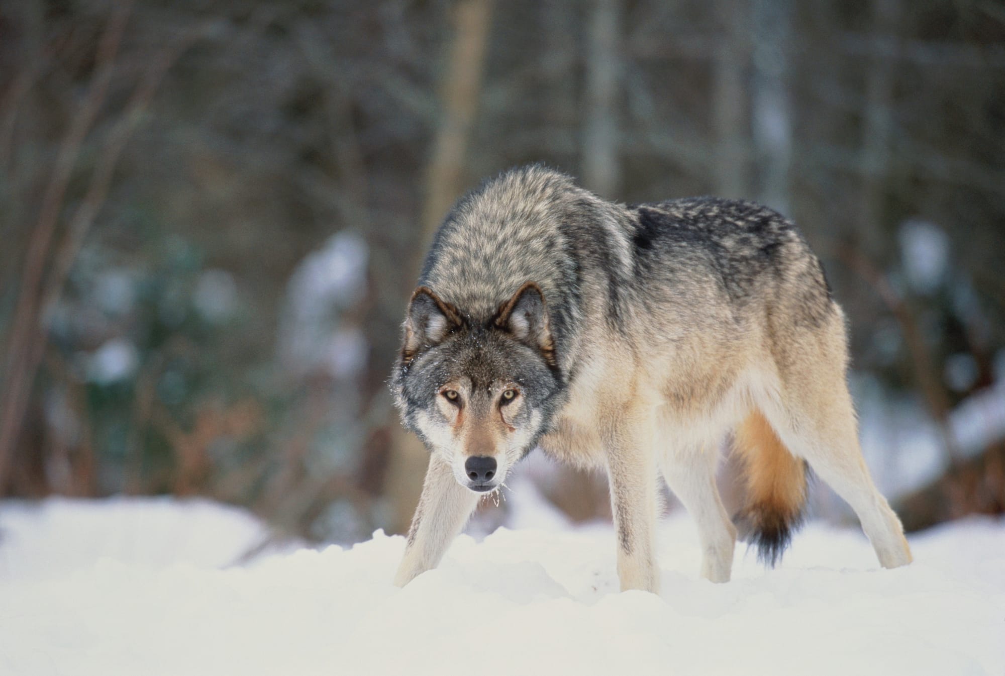 Wolf in snow staring down camera.