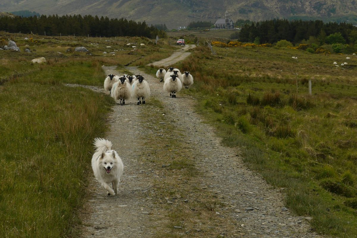 A white herding dog runs down a dirt path toward the camera, tongue out, while a small flock of sheep follows behind on the s