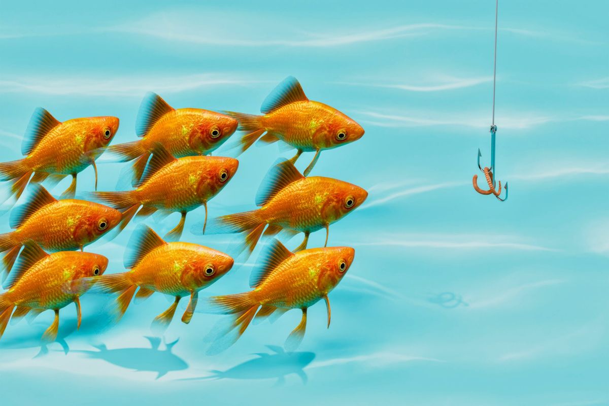 A group of bright orange goldfish swim together in clear blue water toward a fishing hook baited with a worm.