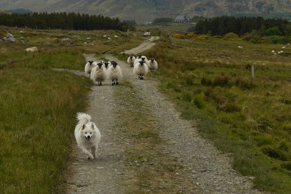 A white herding dog runs down a dirt path toward the camera, tongue out, while a small flock of sheep follows behind on the s