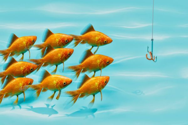 A group of bright orange goldfish swim together in clear blue water toward a fishing hook baited with a worm.