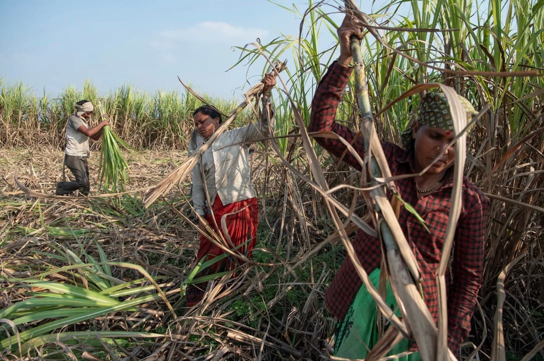 Agricultural workers harvesting sugarcane