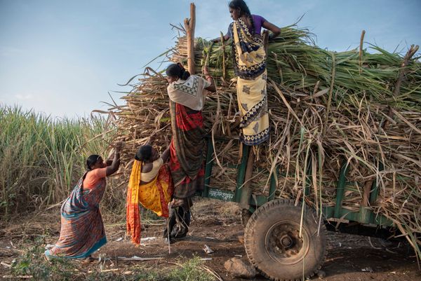 The Brutality of Sugar: Debt, Child Marriage and Hysterectomies