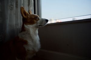 Shanghai Lockdown...