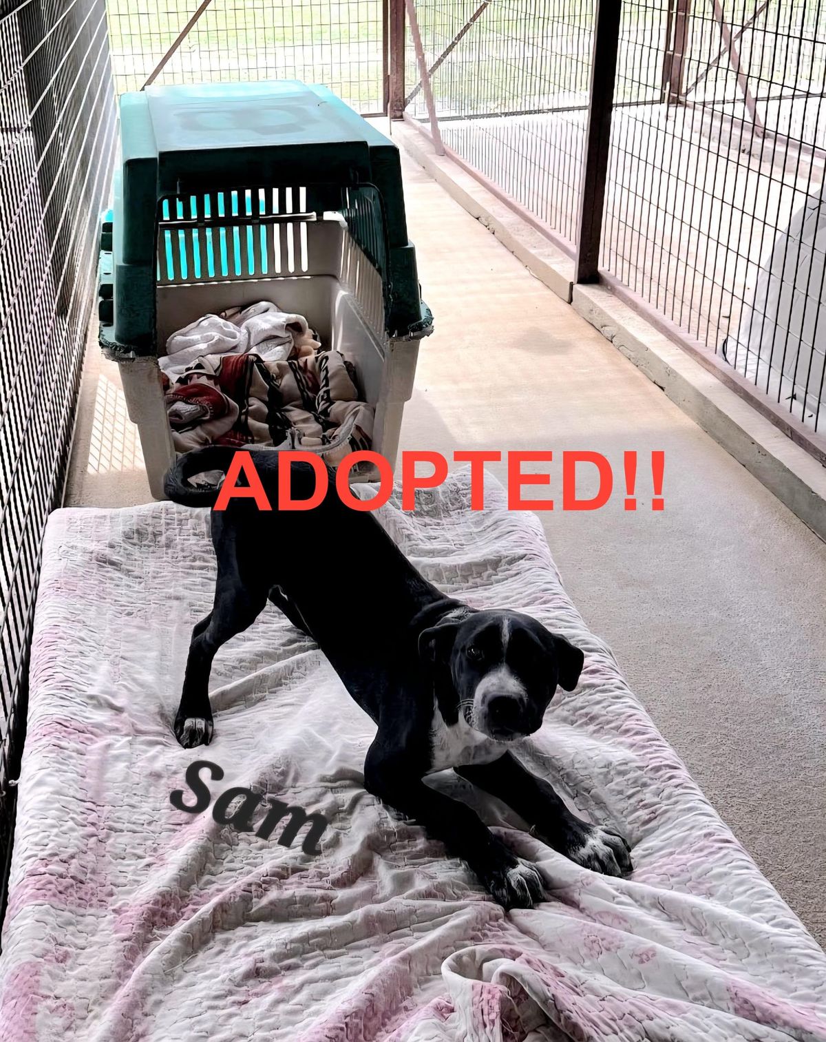 Local Shelter Highlights Sam: A "Perfect" Companion Up for Adoption