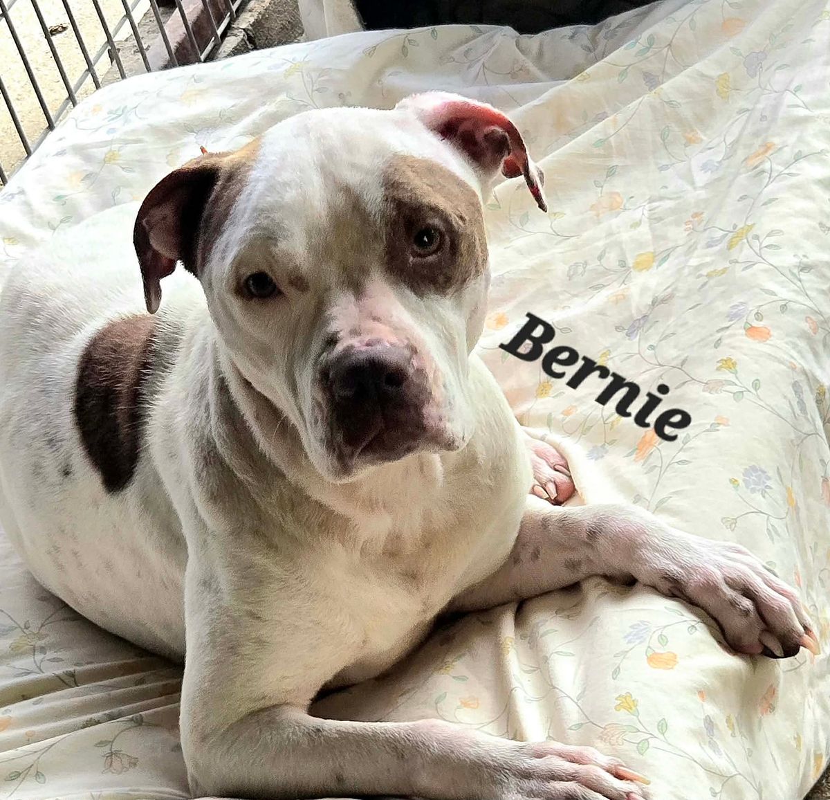 Pet of the Week: Meet Bernie, the Resilient Pup Ready to Fill Your Heart with Love