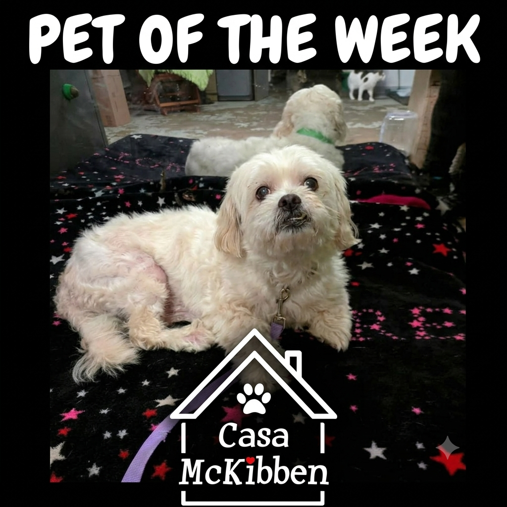 Pet of the Week: Meet Bo Bo!