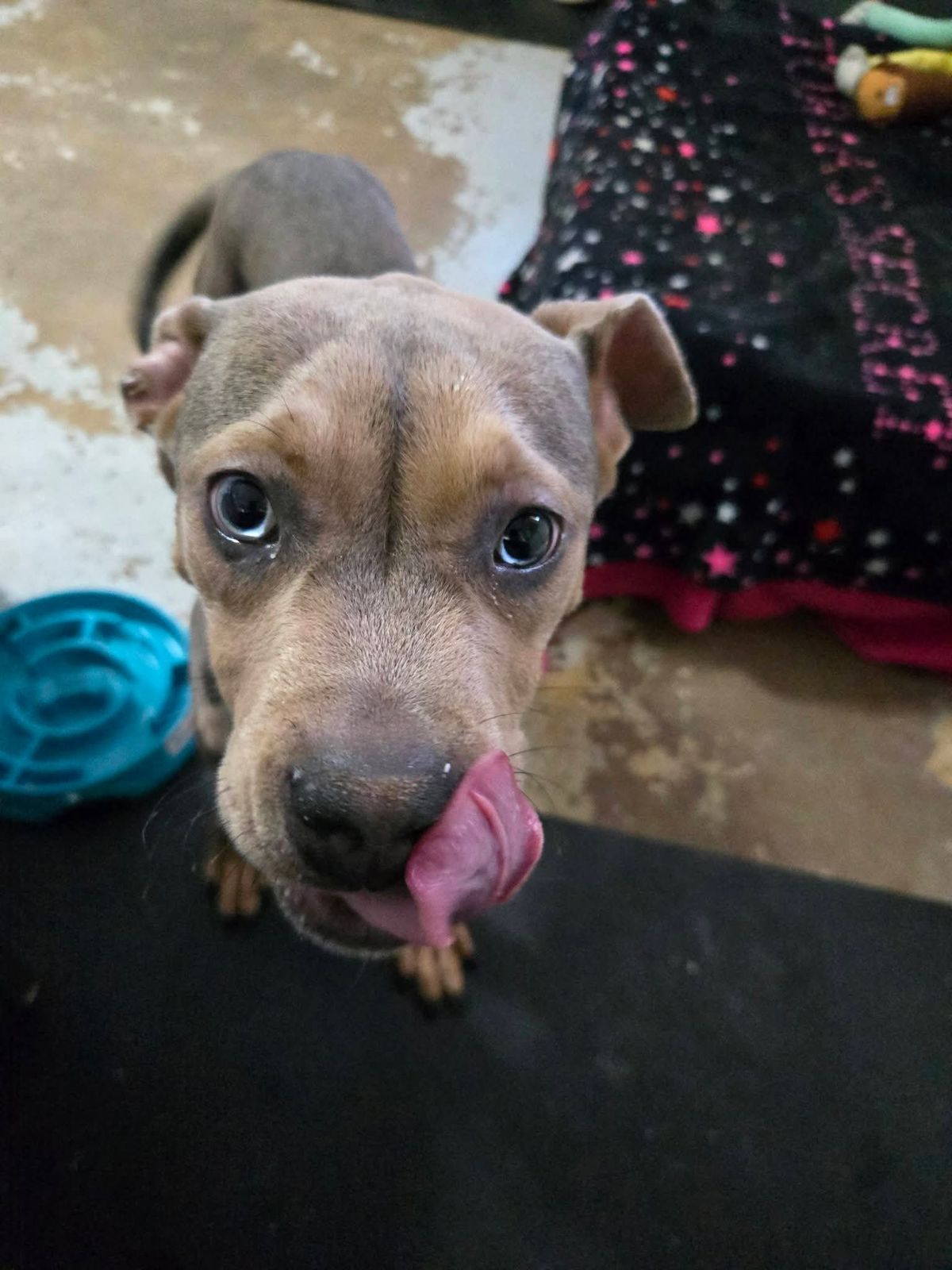 Pet of the Week: Meet Duke!