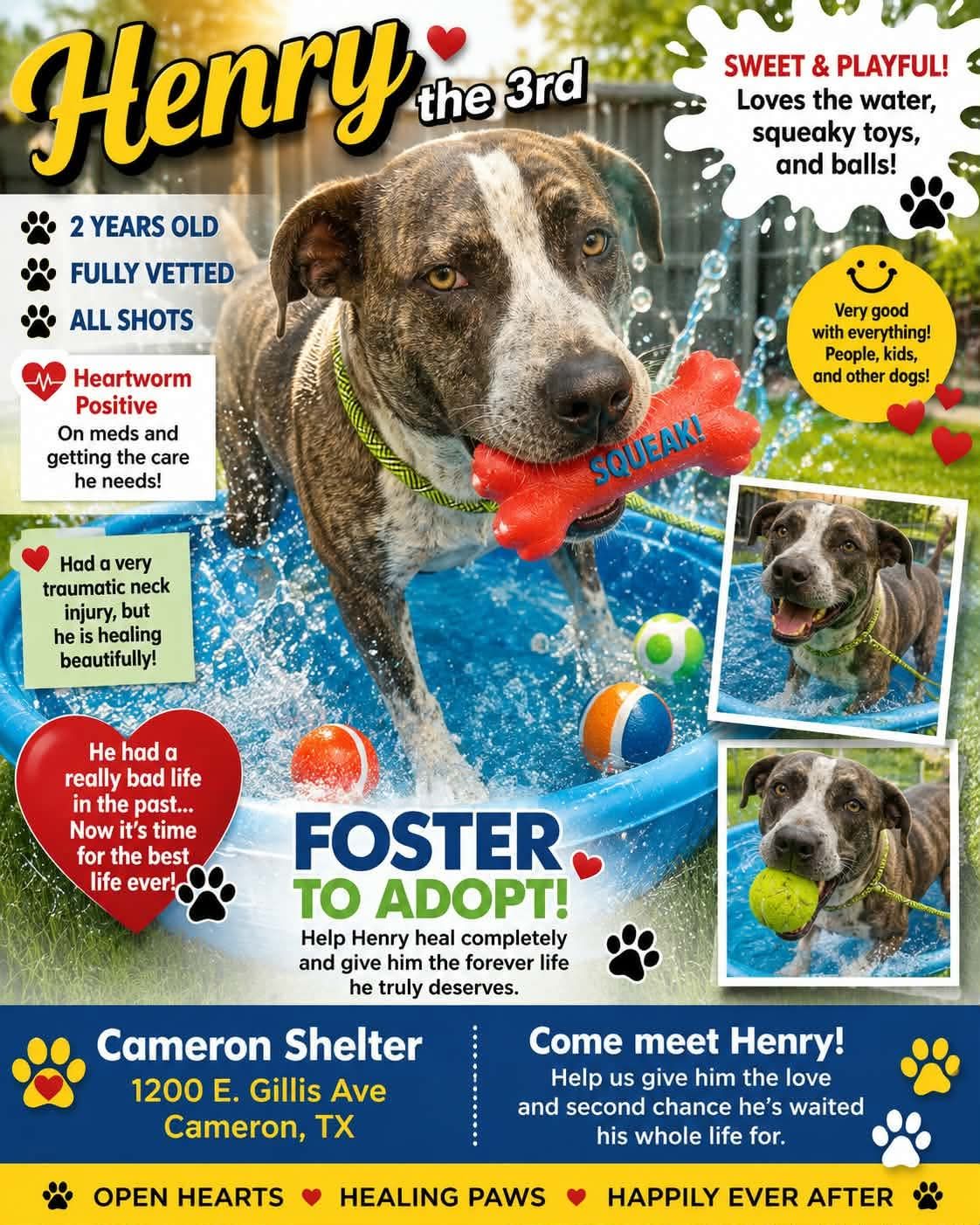 PET OF THE WEEK: Meet Henry the 3rd!