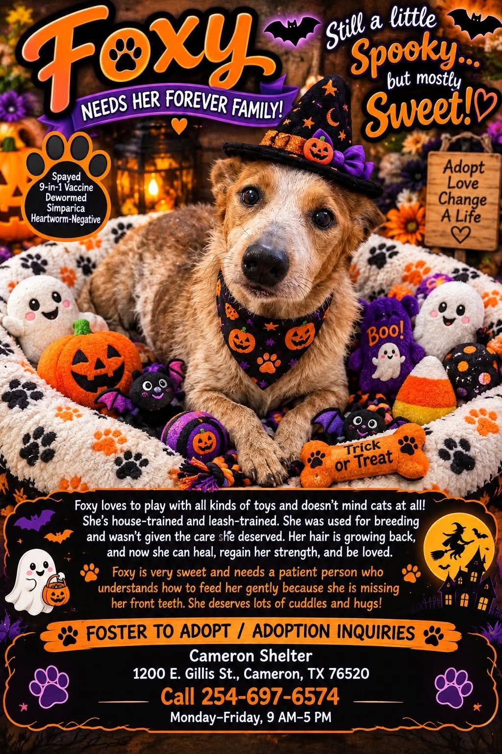 Pet of the Week: Foxy Is a Little Spooky, but Mostly Sweet