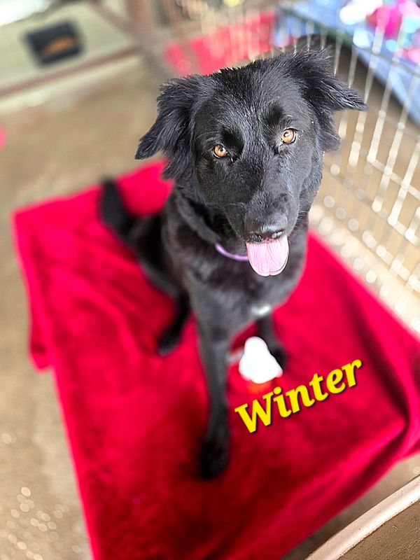 A Forecast You Will Fall For: Meet Winter!