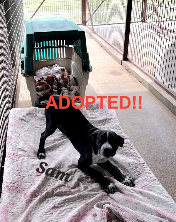 Local Shelter Highlights Sam: A "Perfect" Companion Up for Adoption