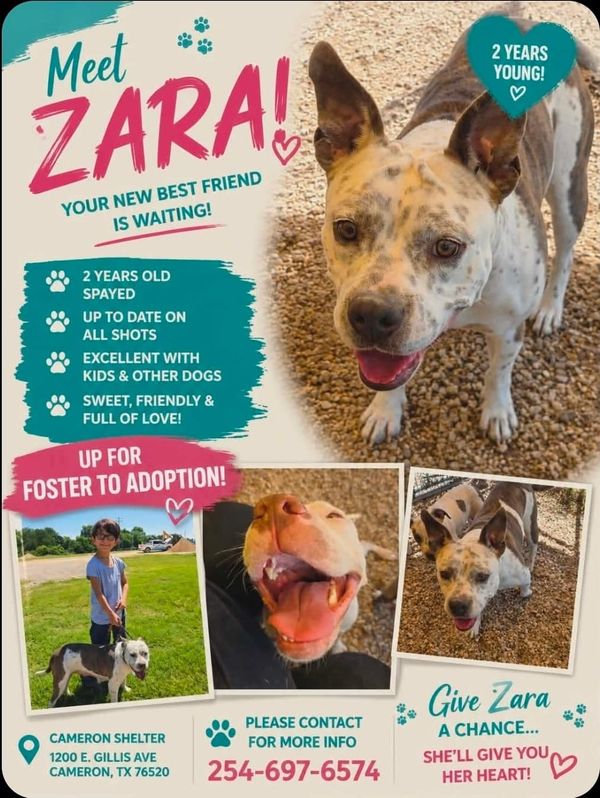 Pet of the Week Meet Zara: Your New Best Friend is Waiting!