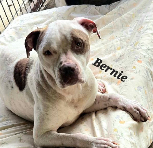 Pet of the Week: Meet Bernie, the Resilient Pup Ready to Fill Your Heart with Love