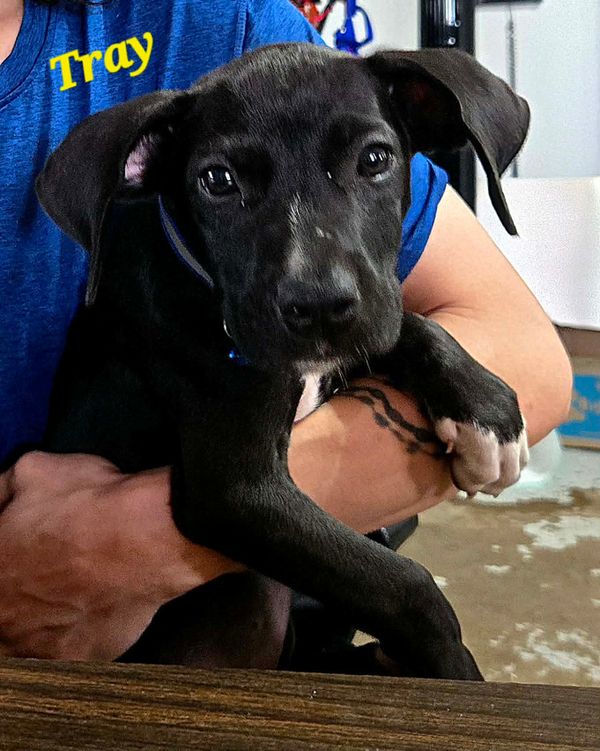Meet Tray: The Cameron Animal Shelter’s Pet of the Week!