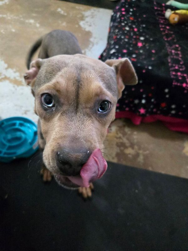 Pet of the Week: Meet Duke!
