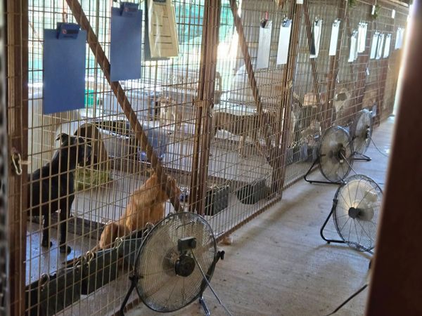 Paws in the Shade: Why Fostering is a Lifeline Right Now