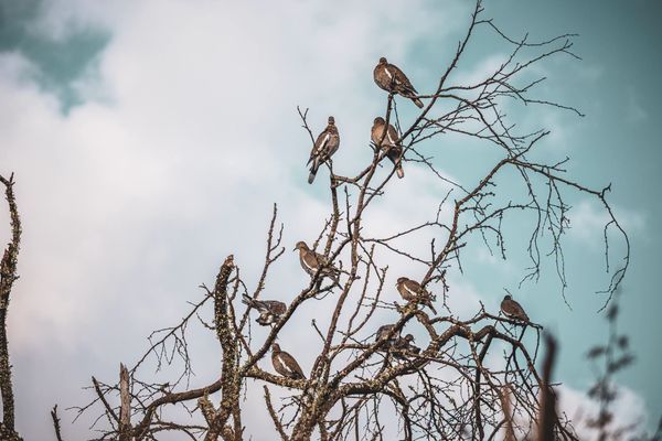 Texas Dove Season Opens Sept. 1 with Near-Record Numbers: What Local Hunters Need to Know