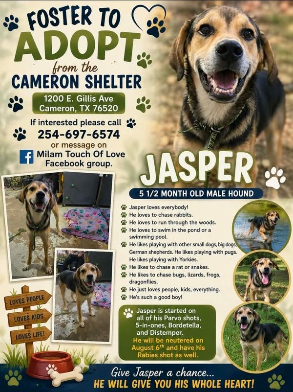 PET OF THE WEEK: MEET JASPER!