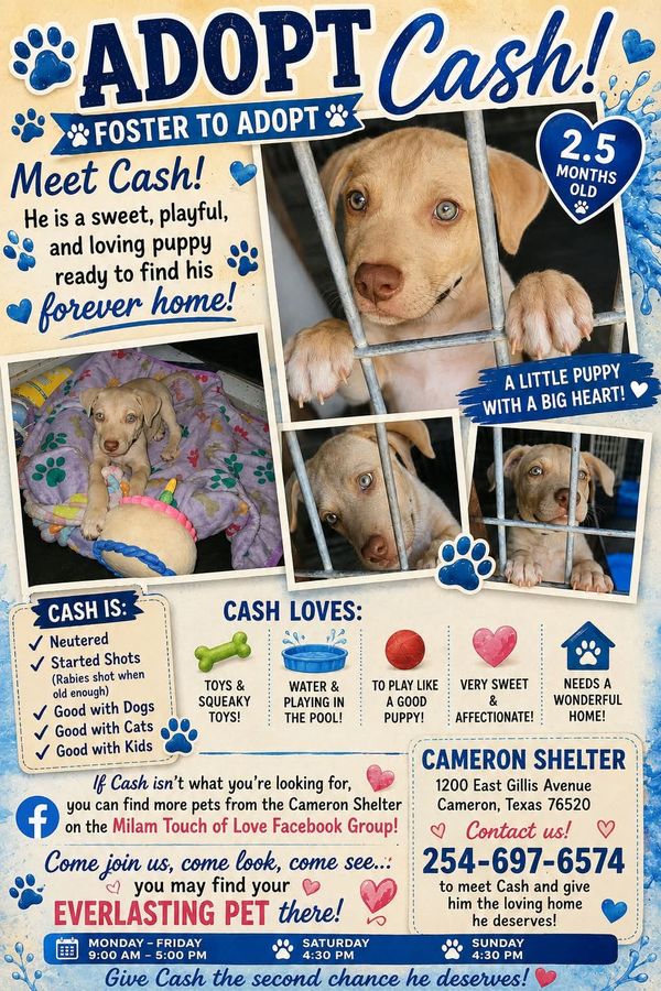 Meet Cash: Your Future Best Friend!