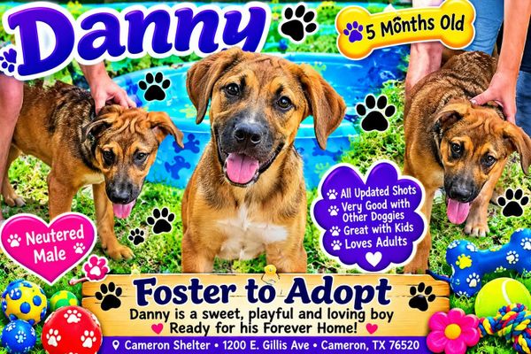 Pet of the Week: Meet Danny!