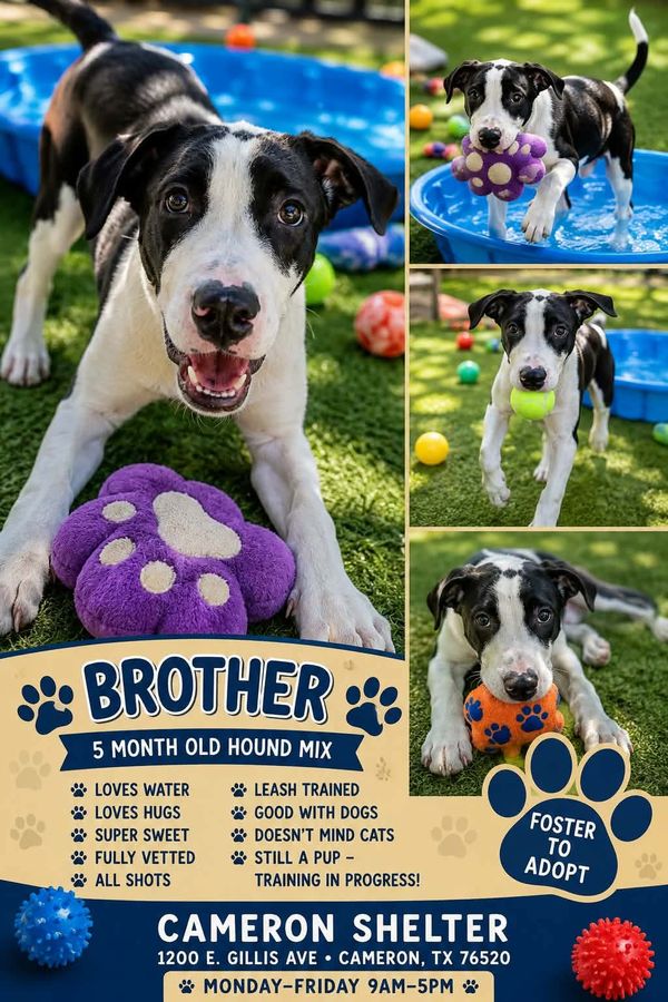 CAMERON COMMUNITY VOICE: OUR PET OF THE WEEK