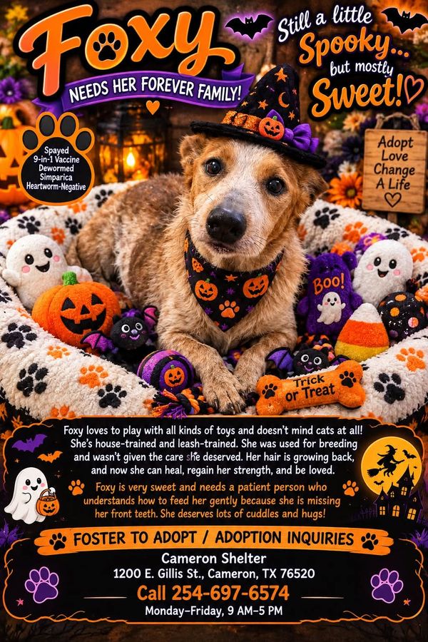 Pet of the Week: Foxy Is a Little Spooky, but Mostly Sweet