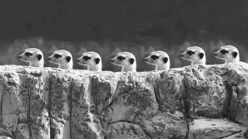 Row of meerkats standing alert side by side, a metaphor for a coordinated distributed team