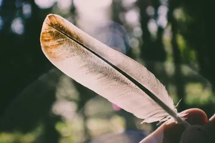 Light feather held up in sunlight, symbolizing a lighter JavaScript bundle