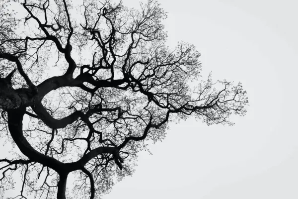 Silhouette of a sprawling bare tree, evoking the many branching paths of a developer career