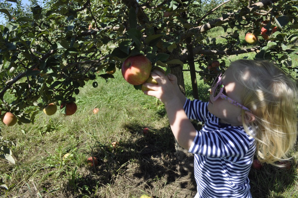 Apple picking