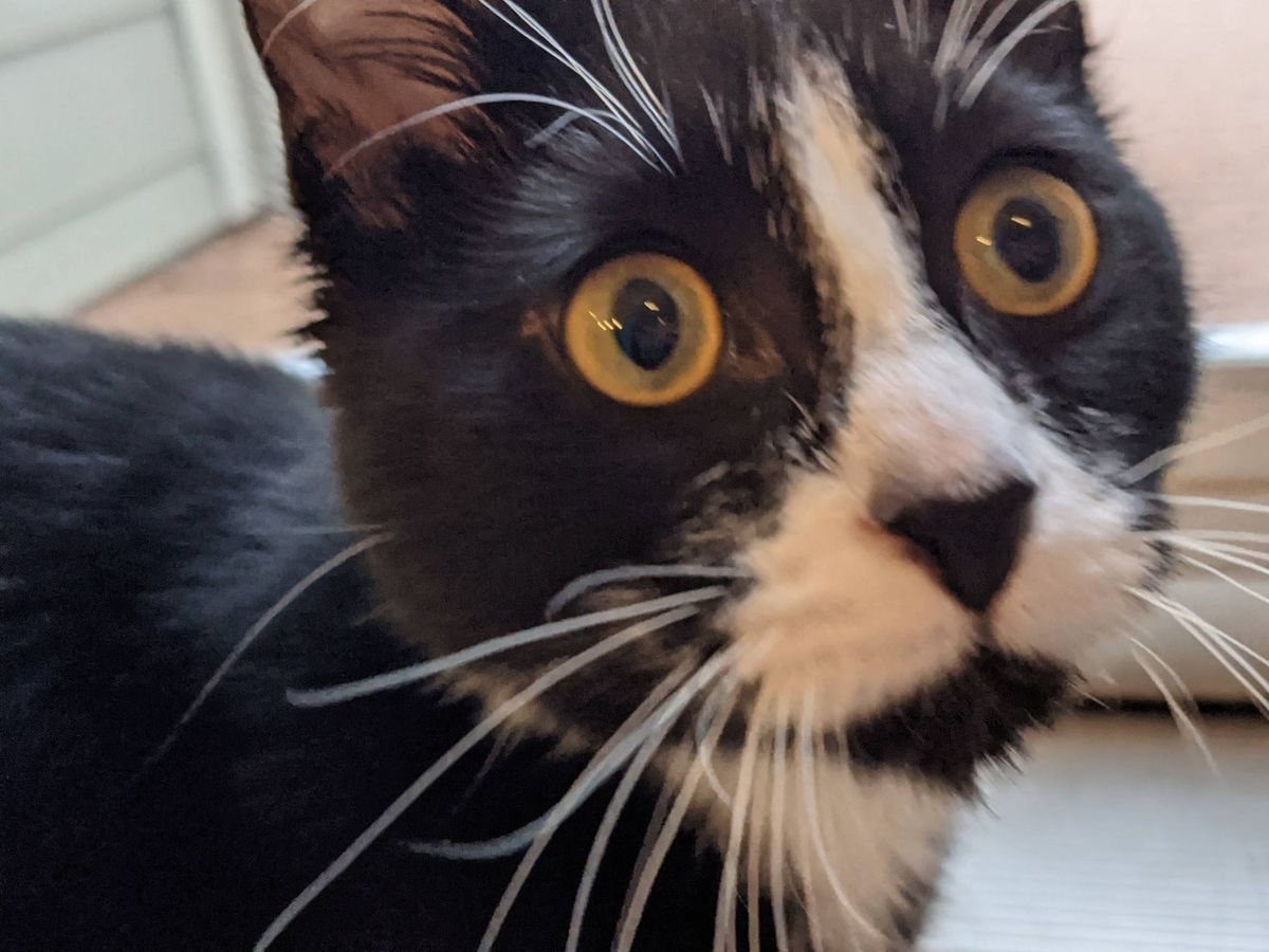 we'll miss you oreo