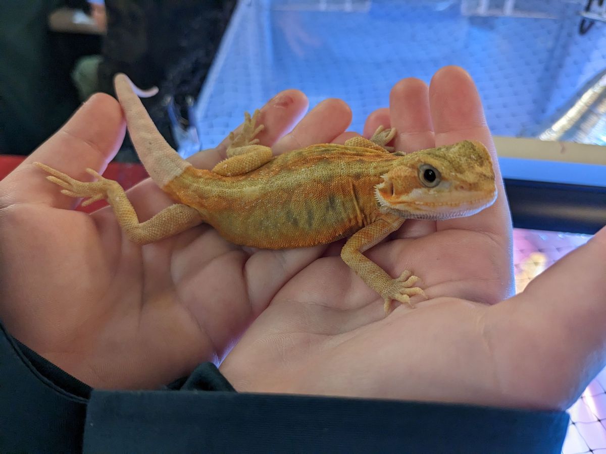reptile show