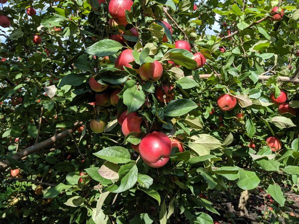 apple picking