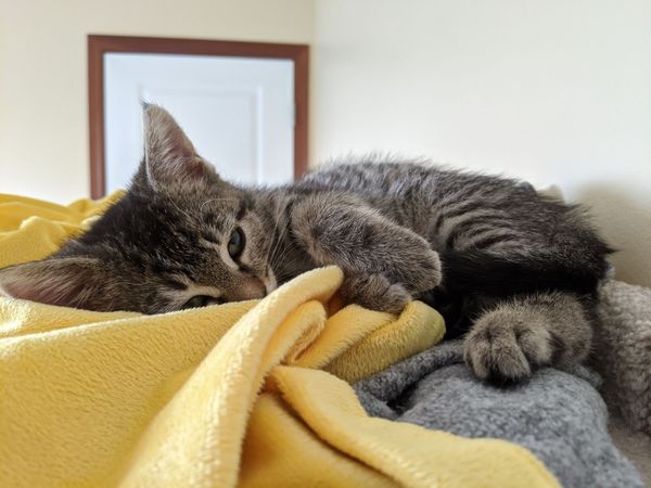 who wants to see more kitten pictures?